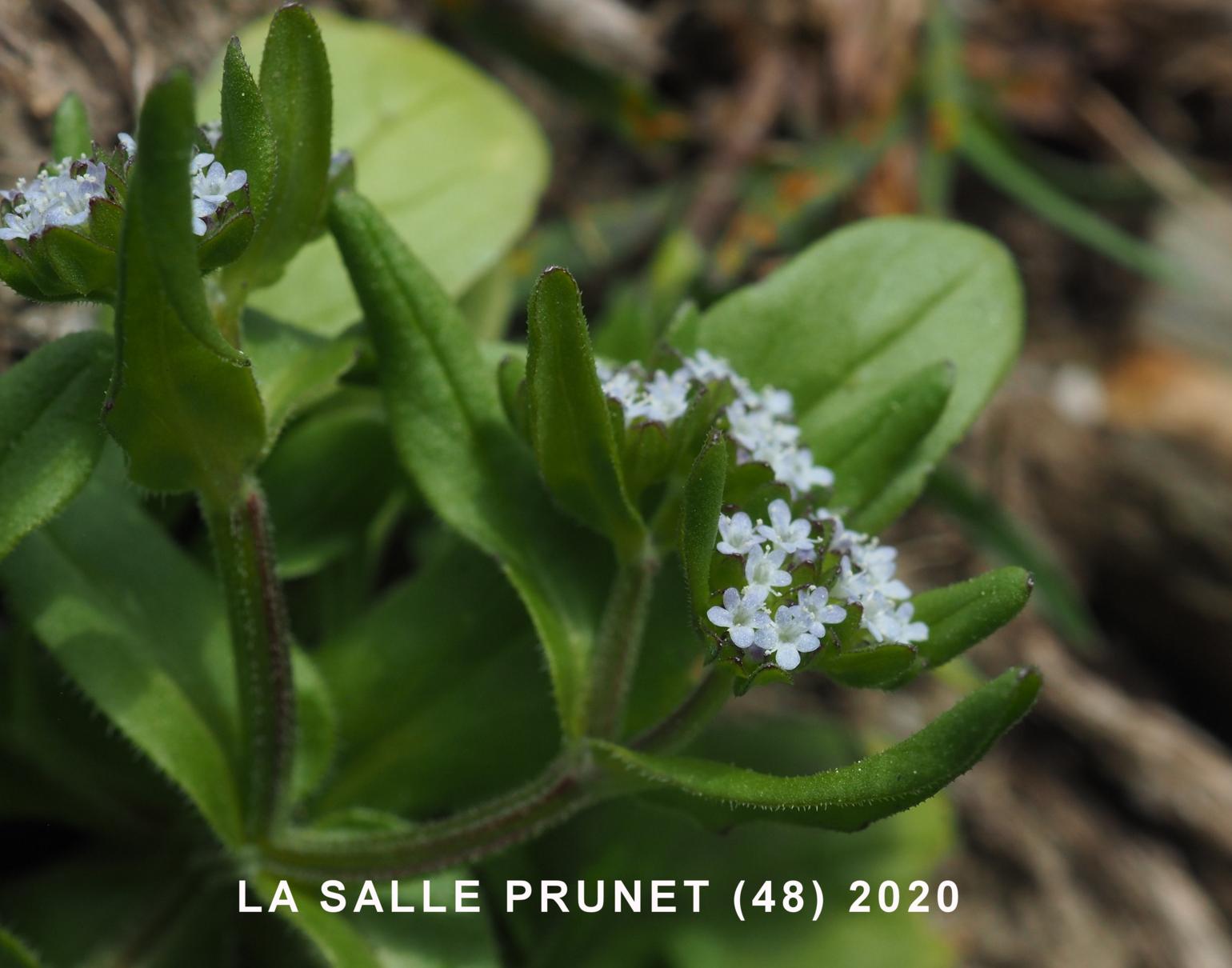 Lamb's Lettuce